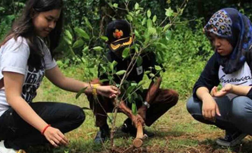 Indonesia Melindungi Hutan Dengan Penanaman Pohon